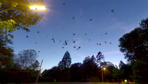 Swarm Of Bats