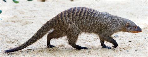 Banded Mongoose | Zoo Builder Wiki | Fandom