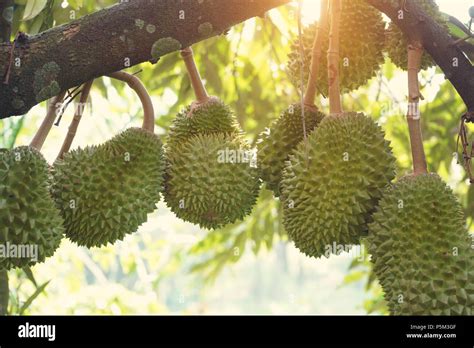 durian farm , musang king in focus Stock Photo - Alamy