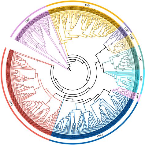 Complete Phylogenetic Tree Of Life