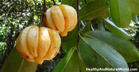 Garcinia Cambogia: Liver Side Effects, Is it Safe & Other Side Effects