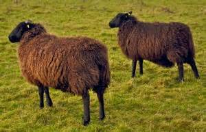 A Visit to See Zwartbles crossed with Scottish Blackface sheep ...