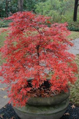 'Orangeola' Japanese Maple in fall color. Most of these trees prefer filtered sunlight, bright ...