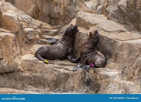 Young California Sea Lion Pups Playing on the Rocks at Seaworld 3 ...