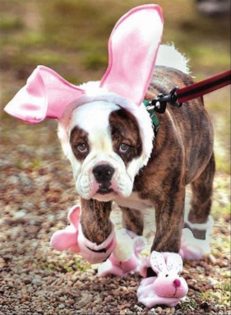 Dog Easter Costumes | Cute animals, Dog costumes, Funny animals