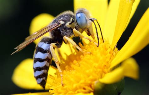 Watch Australian blue-banded bee which pollinates by 'head-banging'