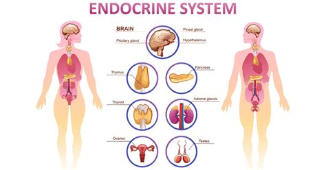 Endocrine system | Biology - Quizizz