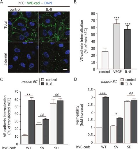 VE-cadherin internalization is required for IL-8-induced endothelial... | Download Scientific ...