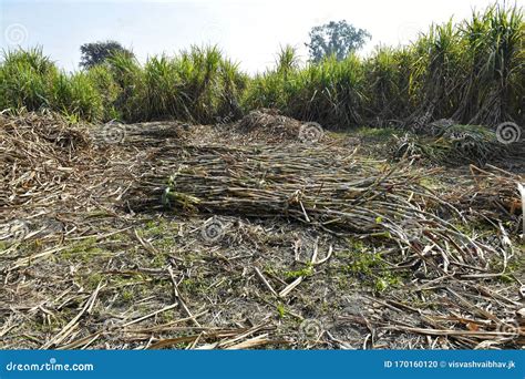 Sugarcane Crop Harvesting for Processing Stock Photo - Image of design ...