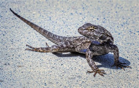 Western Fence Lizard | A telephoto shot of this fast moving … | Flickr