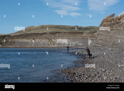 Fossil hunting on the beach at Kimmeridge Bay, Dorset Stock Photo - Alamy