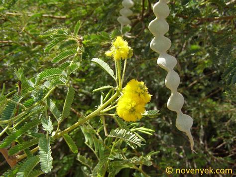 Image collection of wild vascular plants - Acacia nilotica