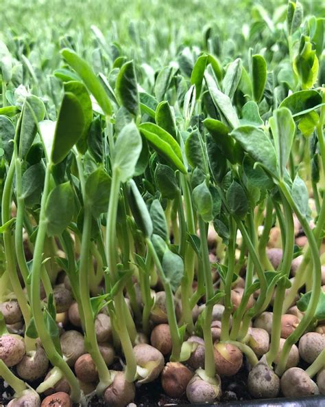 Pea Sprouts & Microgreens Seeds - 25grams - Certified Organic, Non-GMO Green Pea Seeds ...