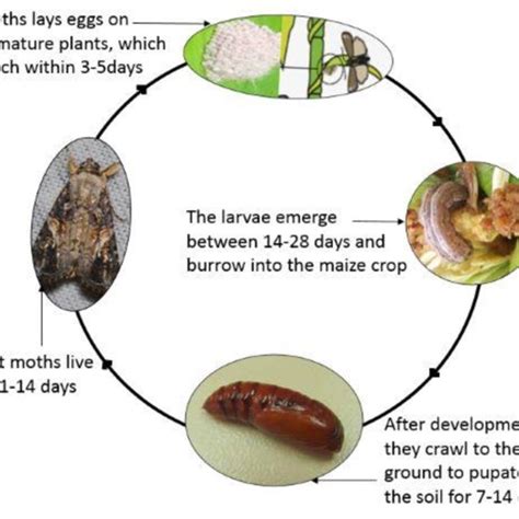 2: The Fall armyworm life cycle including egg, six growth stages of... | Download Scientific Diagram