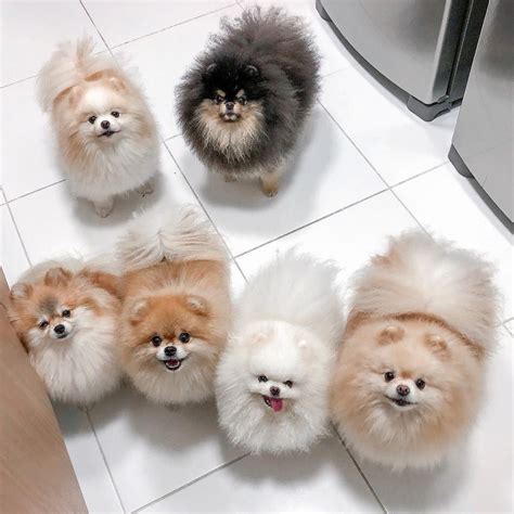 Pomeranian Zwergspitz Kaufen - Pets Lovers