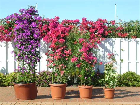 19 best images about Bougainvillea on Pinterest | Trees, Boats and Santorini