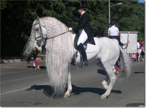 Andulusian | Pretty horses, Beautiful horses, Horses