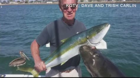 VIDEO: Fisherman dragged underwater by sea lion - ABC13 Houston