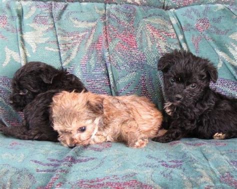 BEAUTIFUL Teacup Yorkie Poo Puppies for Sale in Glass, Virginia ...