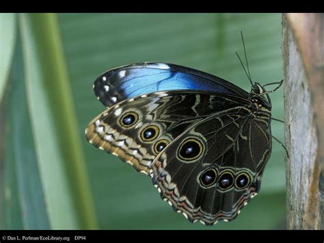 ECOLIBRARY :: DISPLAY - BUTTERFLY ADULT