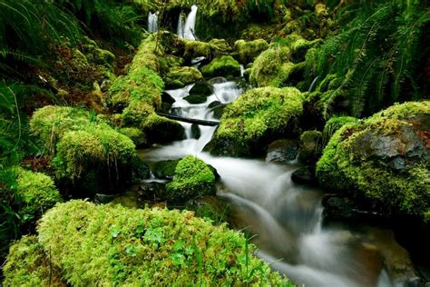 Hoh rainforest. Amazing. | Rainforest, Beautiful world, Waterfall