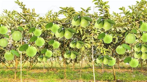 My Brother`s Big Guava Farm - Guava Farming Is Profitable Crops - 10 Minute Videos - YouTube