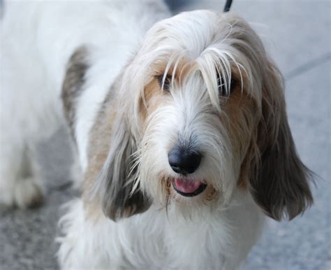 Petit Basset Griffon Vendeen...PBGV | Dog breeds, Basset hound, Basset