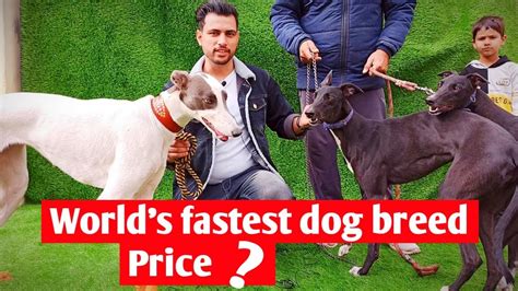 World's fastest dog breed || Greyhound racing in Punjab || About ...