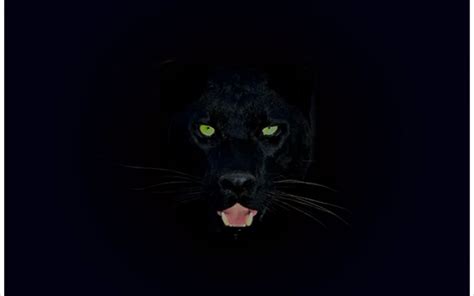 Black Panther Background (65+ pictures)