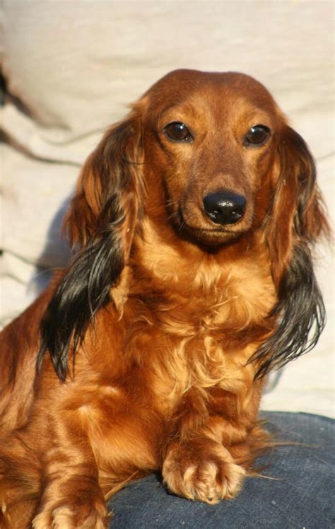 Pin by chrissy Musgrave on Dachshunds | Dachshund mom, Dachshund puppy long haired, Dapple dachshund