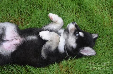 Eight Week Old Alusky Puppy Rolling Around on HIs Back Photograph by DejaVu Designs | Fine Art ...