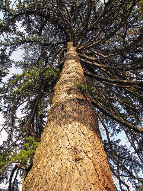 Cedars of Lebanon Beirut, Lebanon Cedar, Food Forest Garden, Tree Poem ...