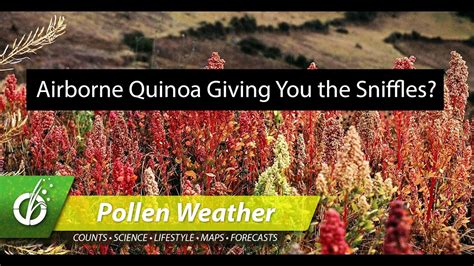 Quinoa in the air? Know your Chenopods! Pollen Weather - Wednesday ...