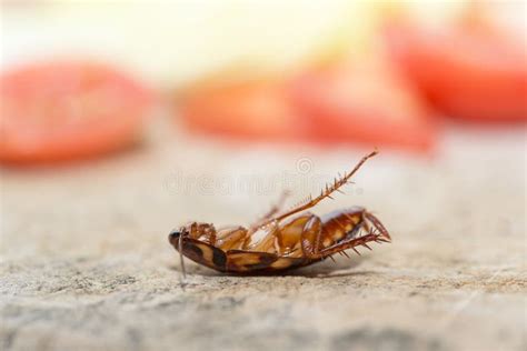 Dead Cockroach, the Problem in the House because of Cockroaches Living ...