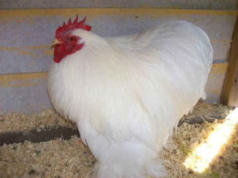 White Cochin Bantam Rooster