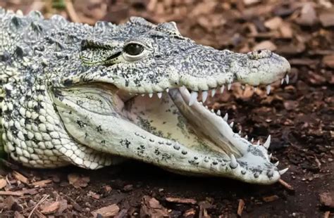 Cuban Crocodile (Crocodylus rhombifer): Facts, Habitat, & Pictures