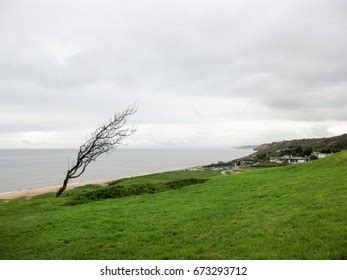 Normandy Beaches Dead Tree Storm Clouds Stock Photo 673293712 | Shutterstock