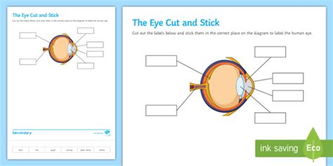 The Eye Cut and Stick Worksheet / Worksheet (Teacher-Made)