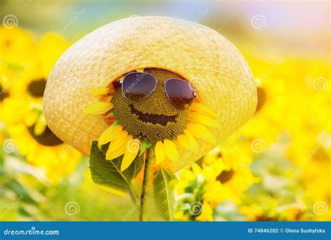 Funny Sunflower in Glasses and a Hat, Smiling Stock Photo - Image of smile, bright: 74846202