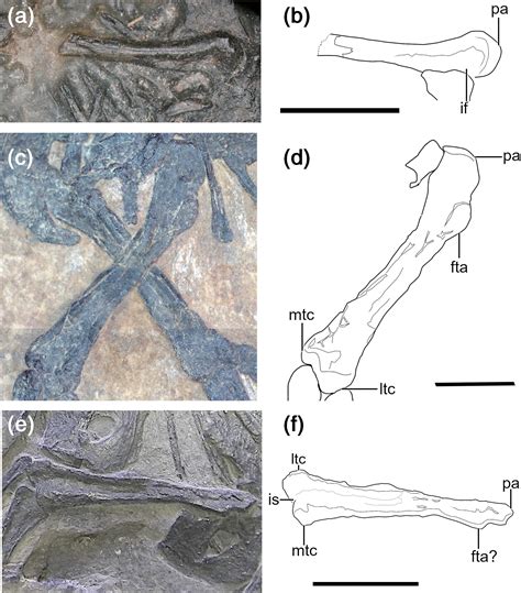 The femora of Drepanosauromorpha (Reptilia: Diapsida): Implications for the functional evolution ...