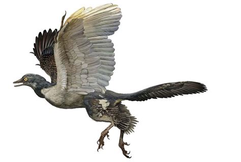 Photos: Birds Evolved from Dinosaurs, Museum Exhibit Shows: Page 3 | Live Science