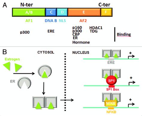 Structure and activation of Estrogen receptor. (A) Schematic... | Download Scientific Diagram