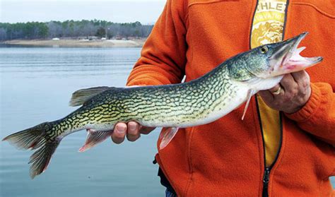 10 Tips For Catching Chain Pickerel