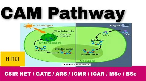 CAM pathway / crassulacean acid metabolism pathway / photosynthesis / CSIR NET Life Science ...