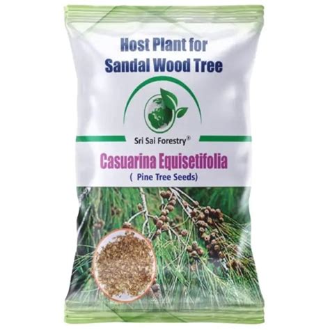 Buy Casuarina Equisetifolia Seeds Online | Pine Tree Seeds – SRI SAI FORESTRY