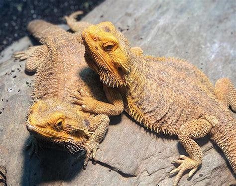 Are Bearded Dragons the Best Pet Lizard? (Pics) | Blue Dragon Pets