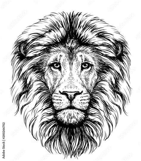 Lion. Sketchy, graphical, black and white portrait of a lion's head on ...