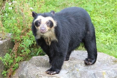 Spectacled Bear, also known as Andean Bear, native to Andes HD wallpaper | Pxfuel