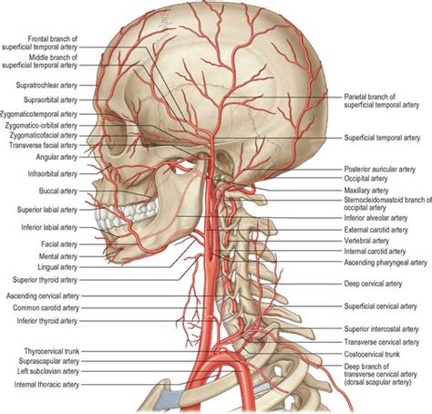 Head and neck: overview and surface anatomy | Basicmedical Key