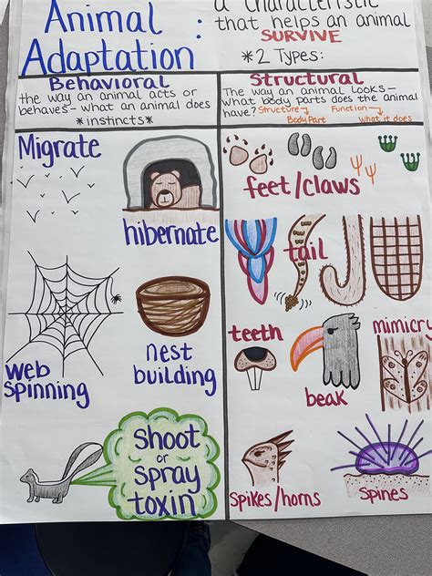 Adaptations Anchor Chart Animal Adaptations Anchor Chart Adaptations ...